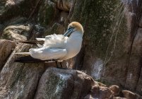Northern gannet standing on rocks — Stock Photo