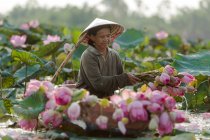 Agricultor recogiendo flores de loto - foto de stock