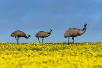 Emus in Canola Field — Stock Photo