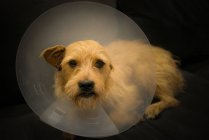 Terrier dog with protective cone — Stock Photo