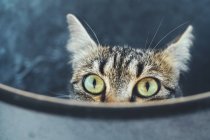 Katze schaut aus Container — Stockfoto