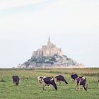 Cows in front of Mont St Michel — Stock Photo