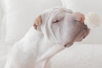 Shar pei Hund riechende Blume — Stockfoto