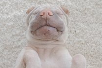 Shar Pei perro durmiendo - foto de stock