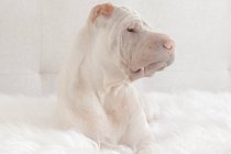 Cute Shar Pei dog — Stock Photo