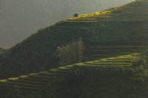 Terrasses de riz dans les montagnes — Photo de stock