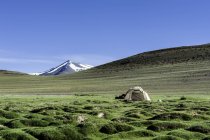 Tent in rupshu valley — Stock Photo