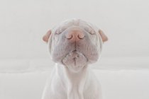 Niedlicher Shar Pei Hund — Stockfoto