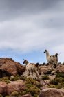 Два ламы идут по скалистой местности — стоковое фото