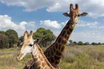 Два диких жирафа — стоковое фото