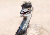 Emú salvaje corriendo - foto de stock
