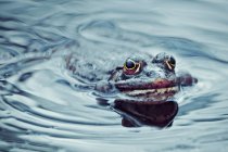 Frosch schwimmt im Teich — Stockfoto