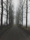 Туманная дорога с деревьями вокруг — стоковое фото