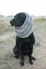 Dog wearing gray knit scarf — Stock Photo