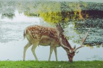 Вид на оленя, идущего по озеру — стоковое фото