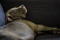 Durmiendo cachorro en sofá - foto de stock