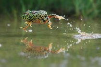 Лягушка прыгает в воду — стоковое фото