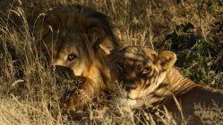 Lions couchés dans l'herbe — Photo de stock
