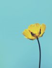 Yellow buttercup flower — Stock Photo