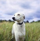 Whippet in wheat field — Stock Photo