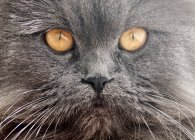 Primer plano del gato persa - foto de stock