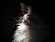 Gato blanco en haz de sol - foto de stock