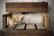 Chat dormant sur chaise — Photo de stock