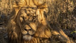 Primo piano del muso del leone — Foto stock