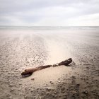 Bois flotté sur une plage de sable fin — Photo de stock