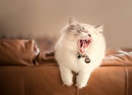 Gato branco bocejo — Fotografia de Stock