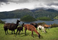 Llamas en pastos, lago Cuicocha en el fondo - foto de stock