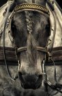Pferd mit Reitgeschirr — Stockfoto