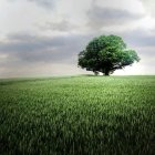 Grande albero su campo verde — Foto stock