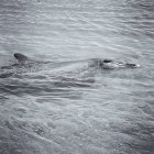 Delfín nadando en el mar - foto de stock
