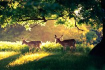 Two deer in park — Stock Photo