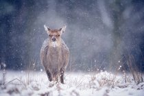 Олень бежит в снегу — стоковое фото