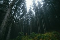 Floresta nebulosa fundo — Fotografia de Stock