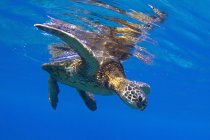 Tortuga marina verde hawaiana - foto de stock