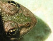 Крупный план головы зеленой лягушки — стоковое фото