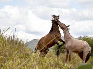 Лошади сражаются на поле боя — стоковое фото