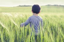 Мальчик стоит на пшеничном поле — стоковое фото