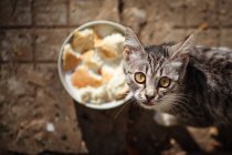 Кошка и миска с едой — стоковое фото