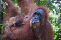Orangutan con bambino appeso sull'albero — Foto stock