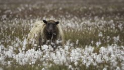 Овцы на хлопковом поле — стоковое фото