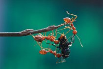 Formigas caçando, vista de perto — Fotografia de Stock
