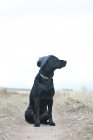 Black dog wearing knit cap — Stock Photo