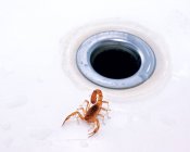 Escorpión se arrastró fuera del baño - foto de stock