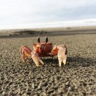 Krabbe am Strand im Freien — Stockfoto