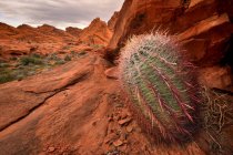 Baril Cactus et grès — Photo de stock