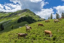 Cows in meadow grazing — Stock Photo